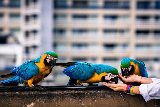 Invasion of the Macaws