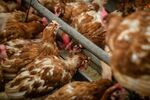 Chickens Feed Inside A Barn