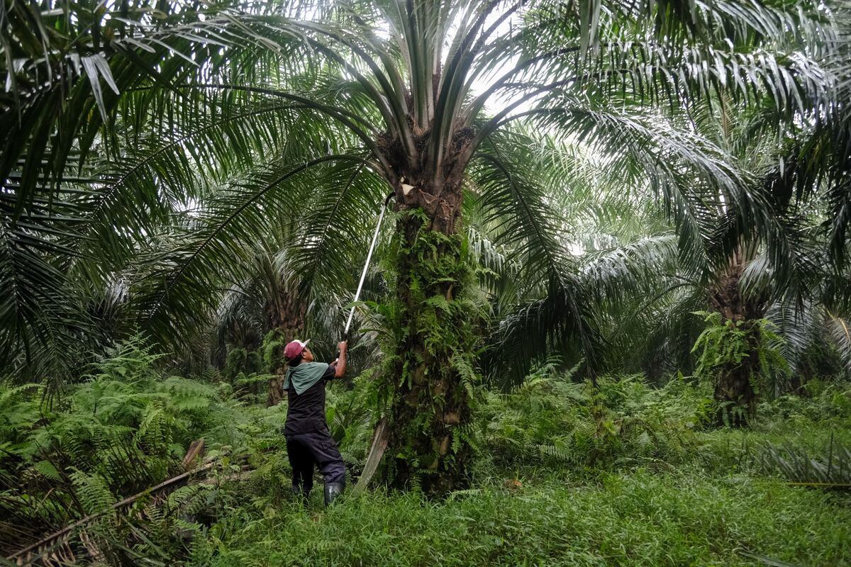 Palm Oil Posts Biggest Drop in a Month as Crude Erases War Gains