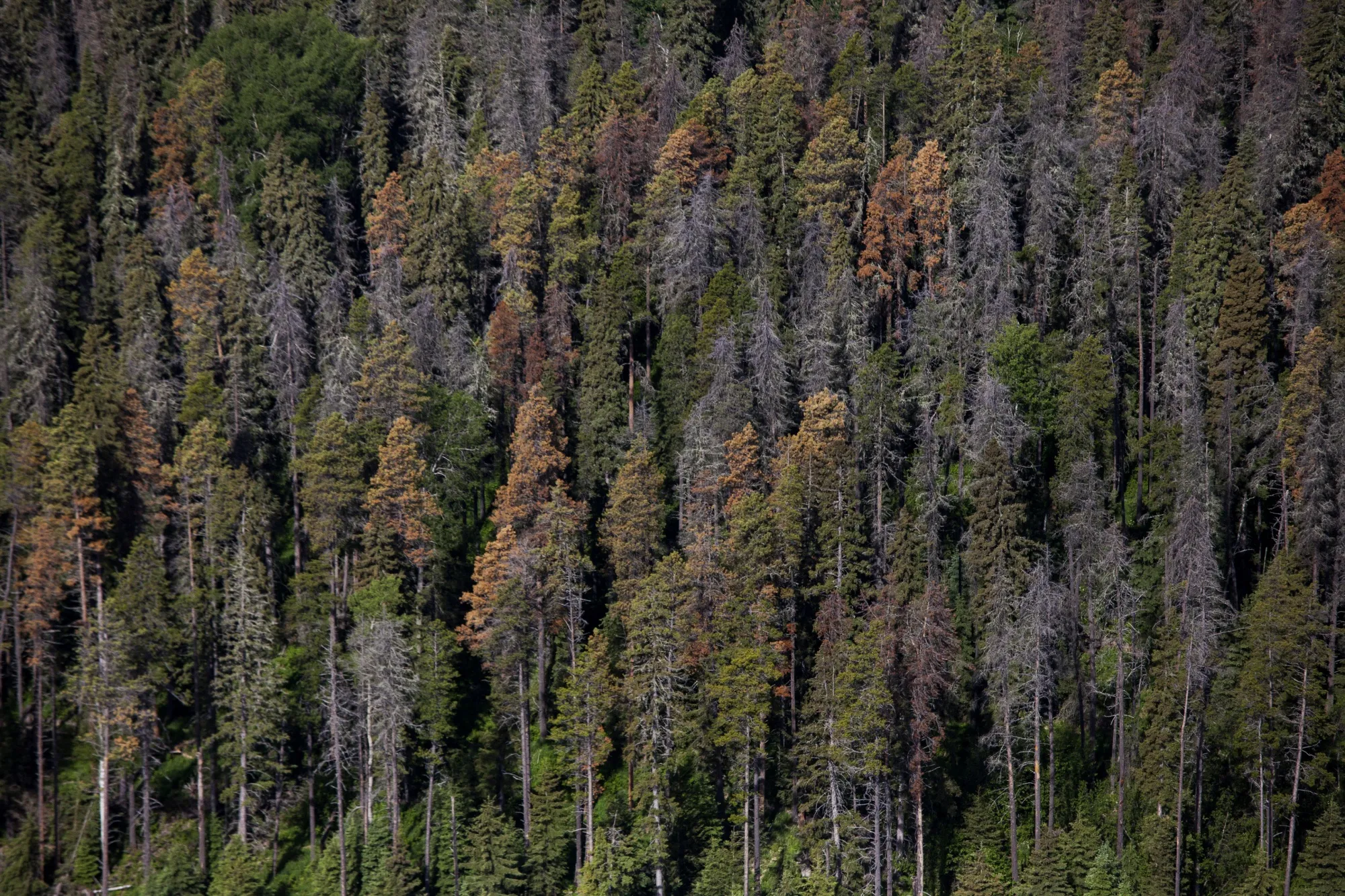 Dead and dying pine trees, infested by mountain pine beetles, in a forest near Whitecourt, Alberta, Canada on June 4, 2015.&nbsp;