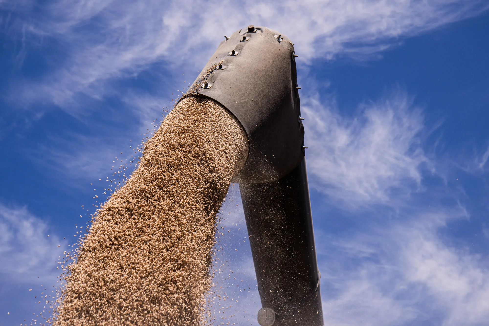 Harvested wheat grain.