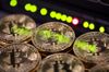 Stacks of bitcoins sit near green lights on a data cable terminal inside a communications room at an office in this arranged photograph in London, U.K.,