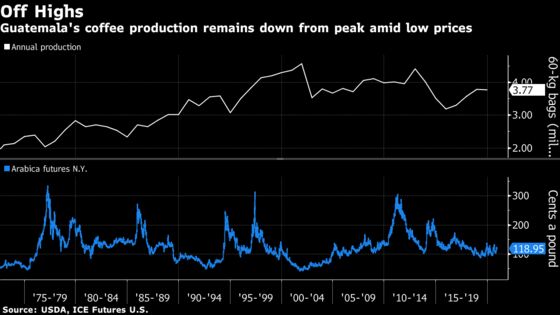 There Is No Money in High-end Coffee For Guatemalan Growers