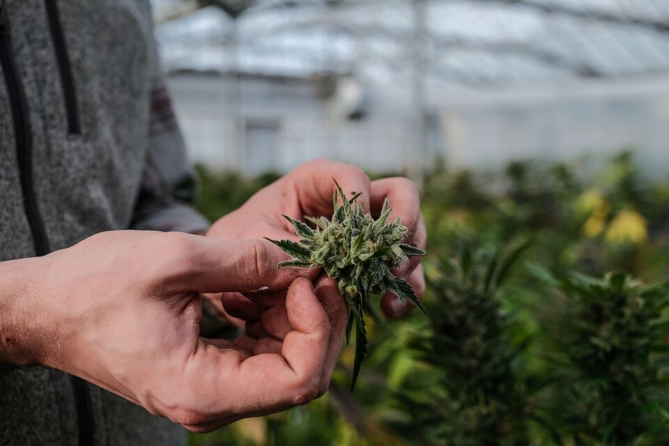 Meet Five of Wall Street’s Top Cannabis Investment Bankers Bloomberg