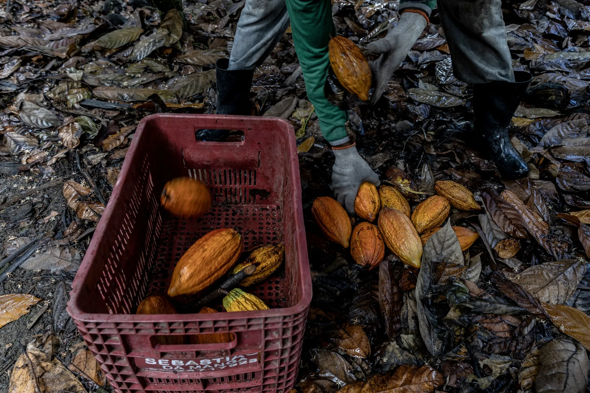 A worker harvests cacao pods at a farm in Eunapolis, Bahia state, Brazil.