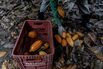 Brazil Cocoa Farms Go High-Tech in Bid to Upgrade Ailing Market