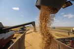Combine harvesters&nbsp;unload harvested wheat grain into a truck during a harvest on a farm in Russia.&nbsp;