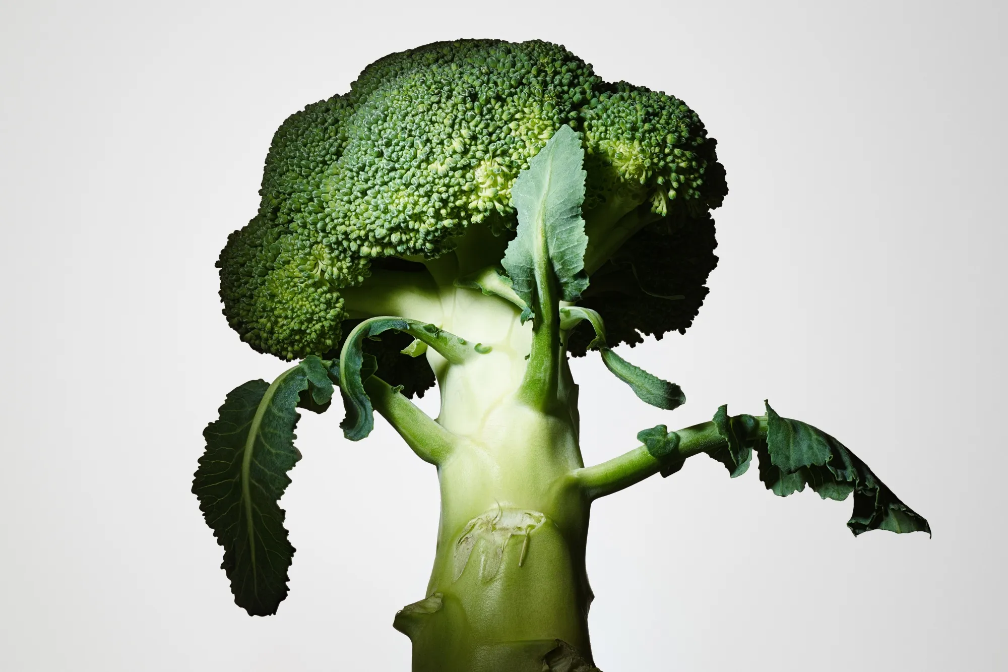 0326_inview_Shanker03_LEDE 