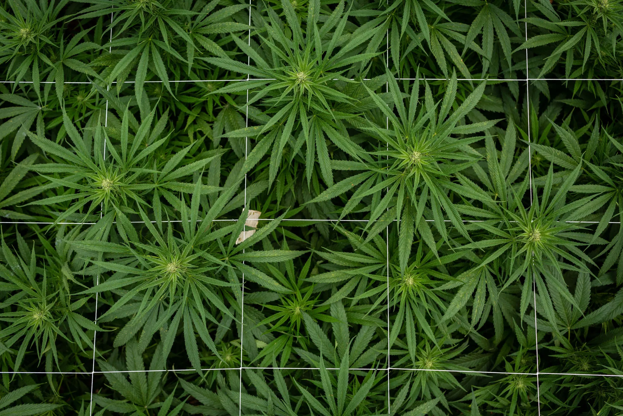 Inside The PharmaCielo Ltd. Medical Marijuana Facility 