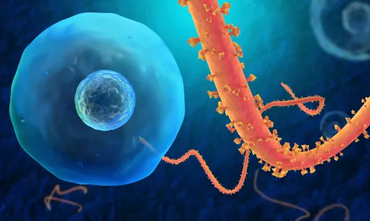 Ebola virus
