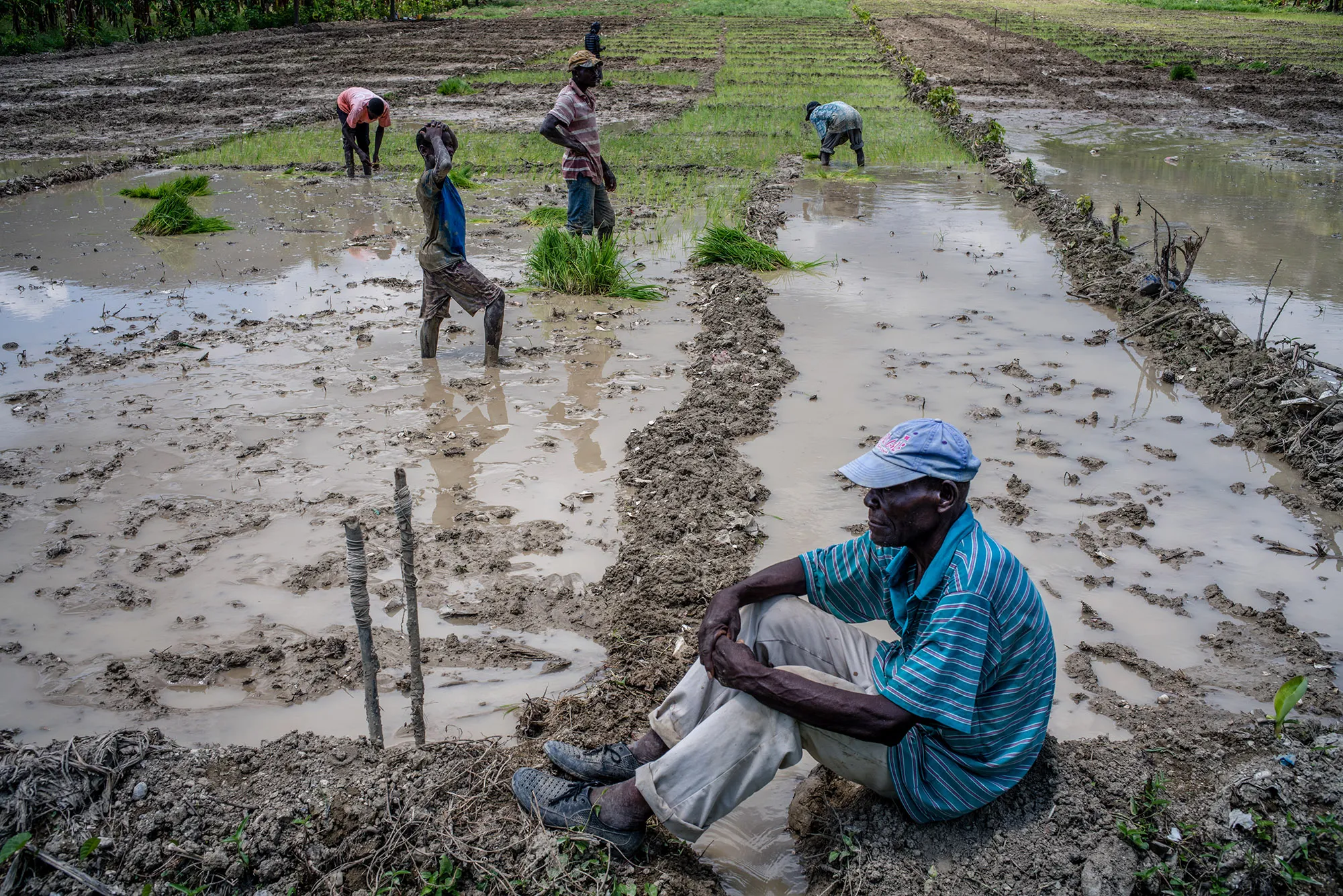 Farmers work&nbsp;in a rice field&nbsp;near&nbsp;Saint-Marc, Haiti&nbsp;on&nbsp;June 1, 2019.