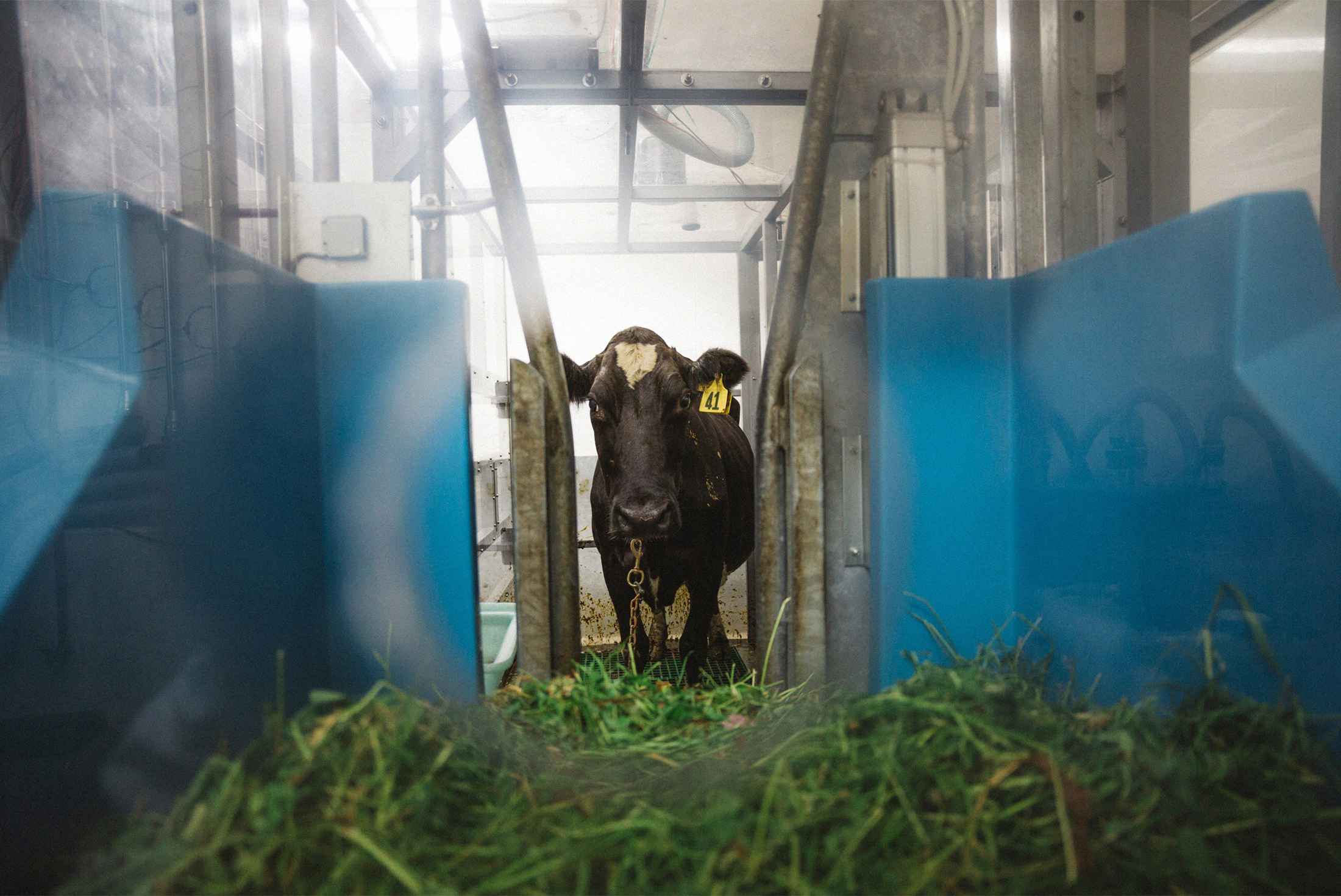 Cutting Down on Cow Burps to Ease Climate Change Bloomberg