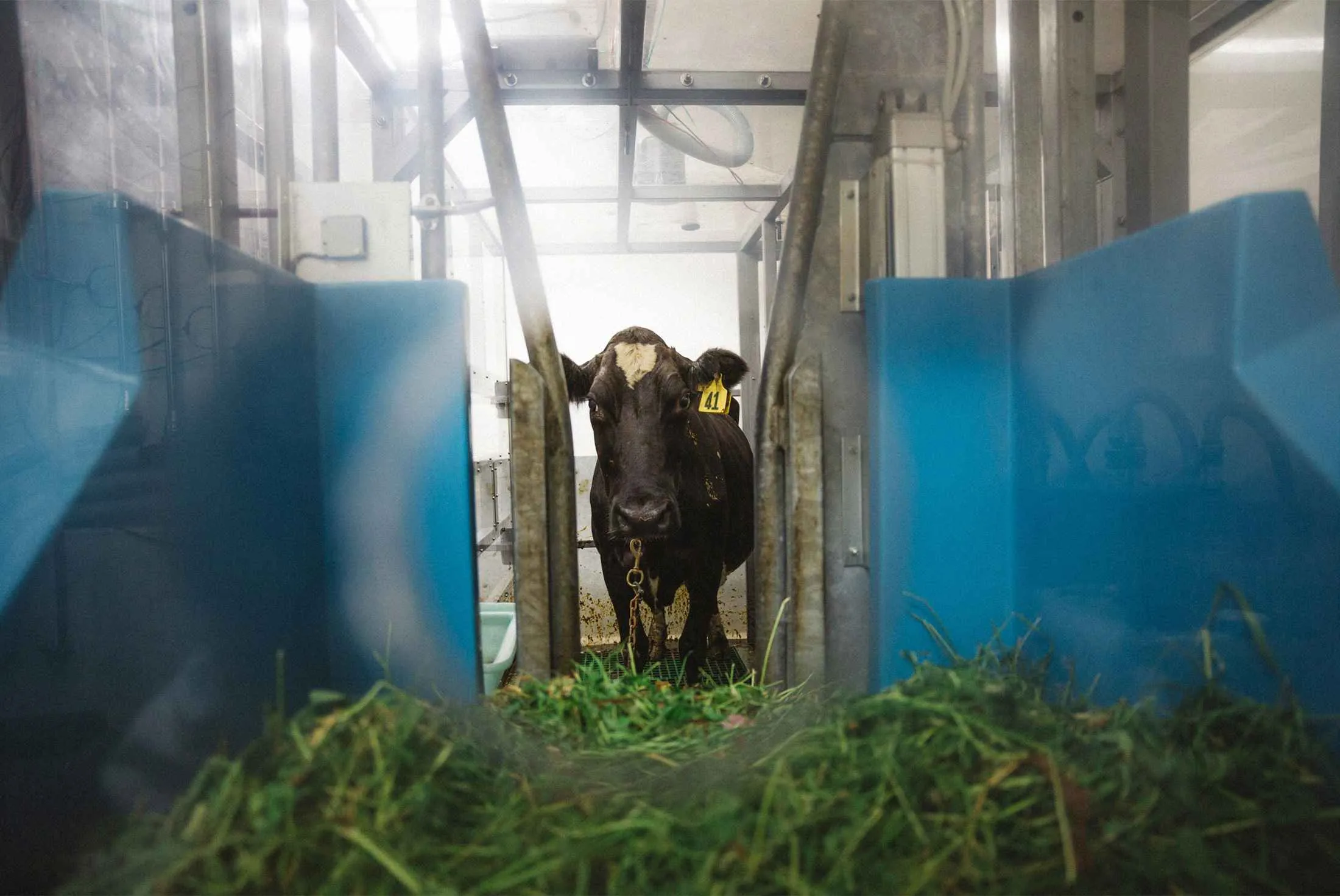 A dairy cow in the open-circuit methane measurement chamber at the New Zealand Ruminant Methane Measurement Centre at AgResearch Grasslands.
