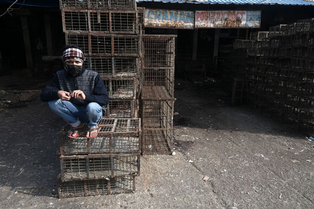 Bird Flu Outbreaks Spread To India S Haryana Gujarat Kerala Bloomberg