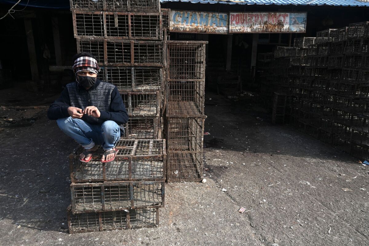 Bird Flu Outbreaks Spread to India's Haryana, Gujarat, Kerala Bloomberg