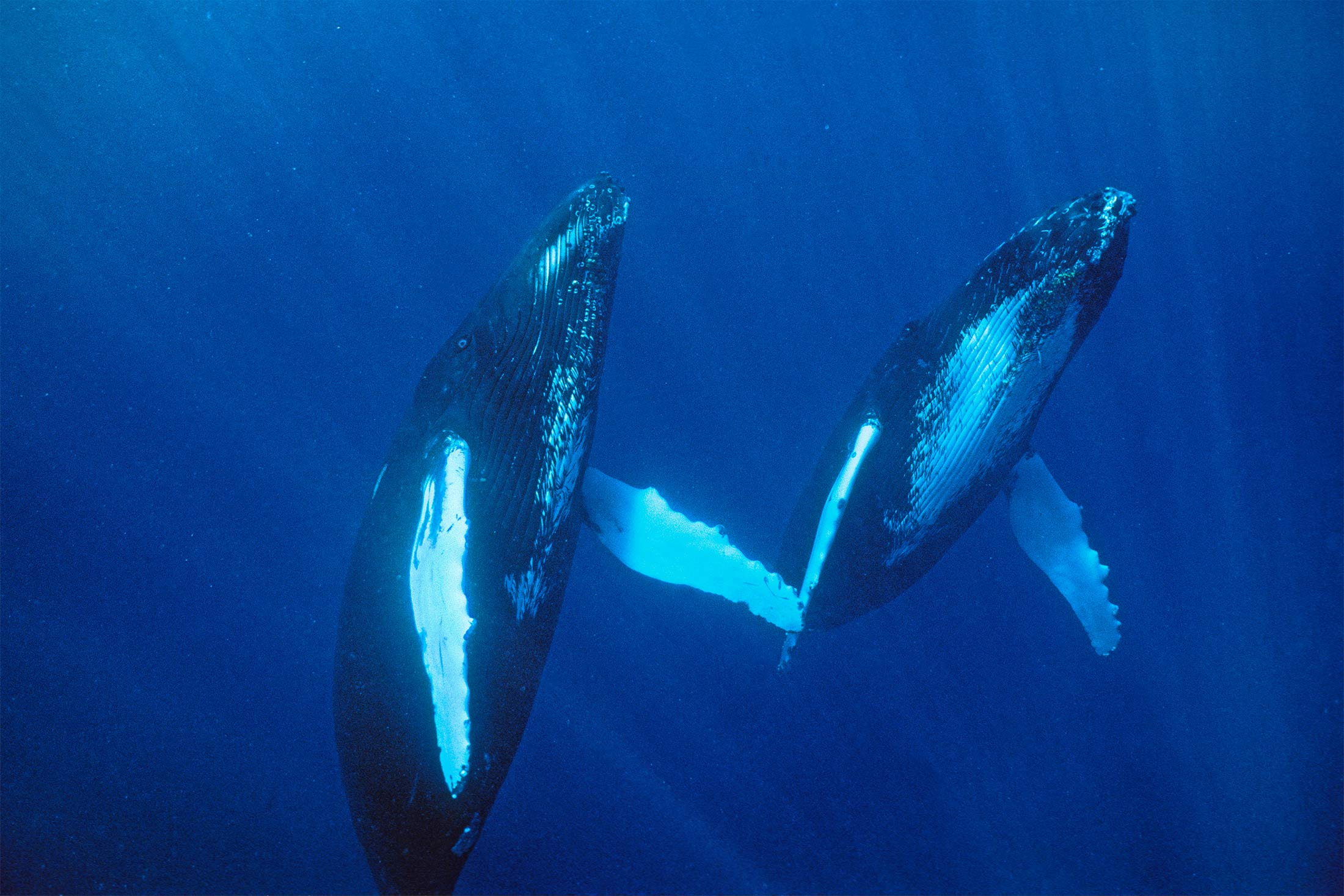 Humpback whales swim in the Atlantic Ocean.