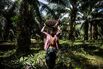 Harvest At A Yuzana Group Palm Oil Plantation As Futures Of The Vegetable Oil On Their Way To Biggest Annual Gain Since 2010