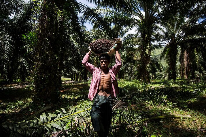Harvest At A Yuzana Group Palm Oil Plantation As Futures Of The Vegetable Oil On Their Way To Biggest Annual Gain Since 2010