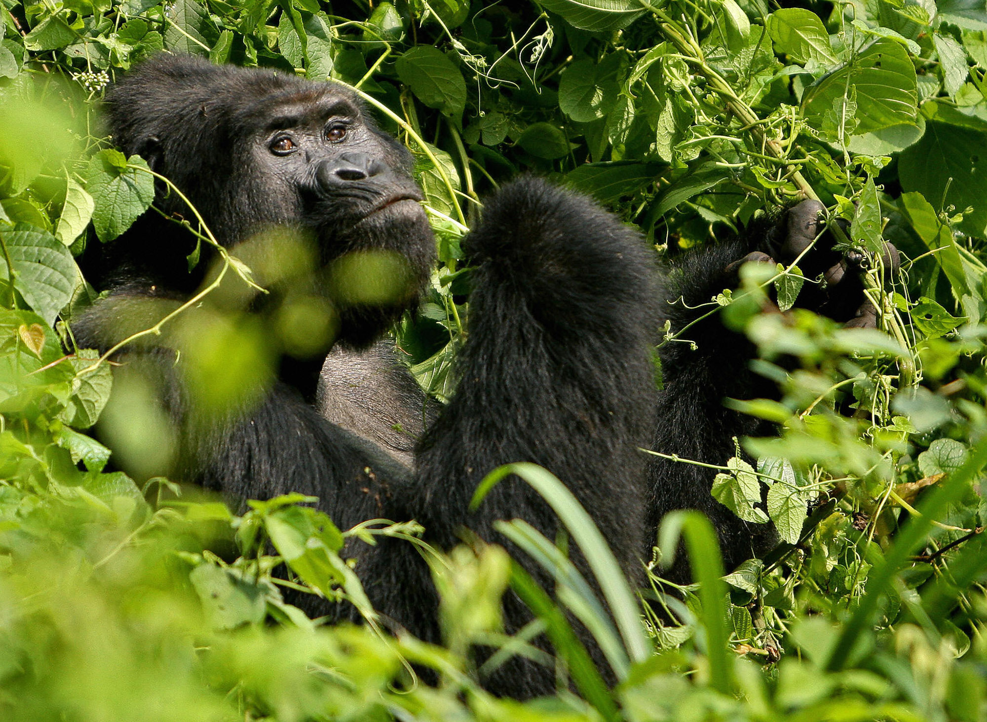 Uganda Restarts Gorilla Trekking Months After Virus Outbreak