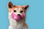 An Akita Inu puppy wearing medical mask isolated on grey background