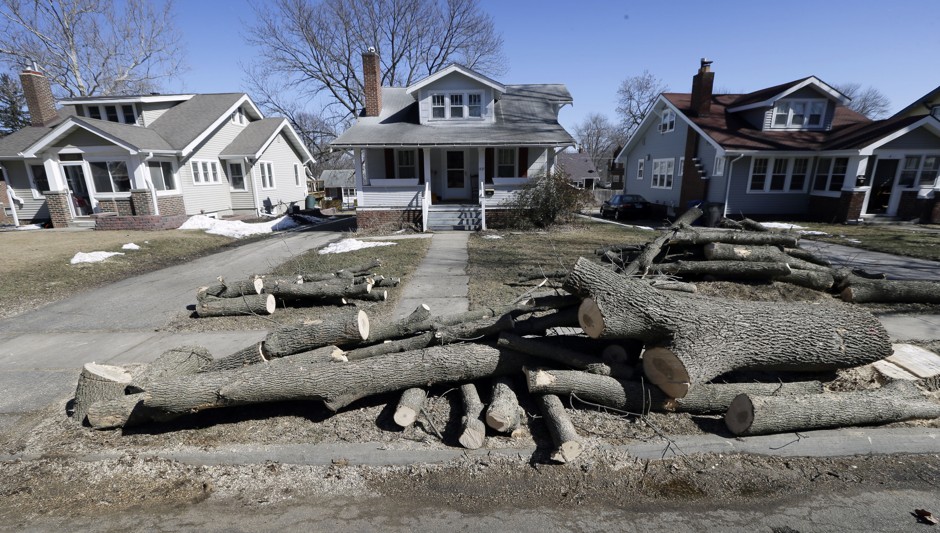 Rows of stumps line streets once covered by a canopy of ash trees in Des Moines, Iowa, March 2015. 