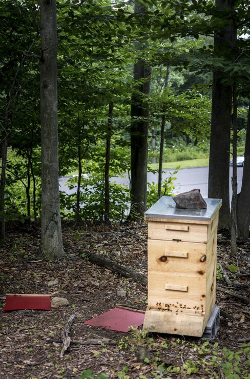 One of OEC's beehives in their apiary, used to help pollinate all of their fruits and start to produce small quantities of delicious honey.