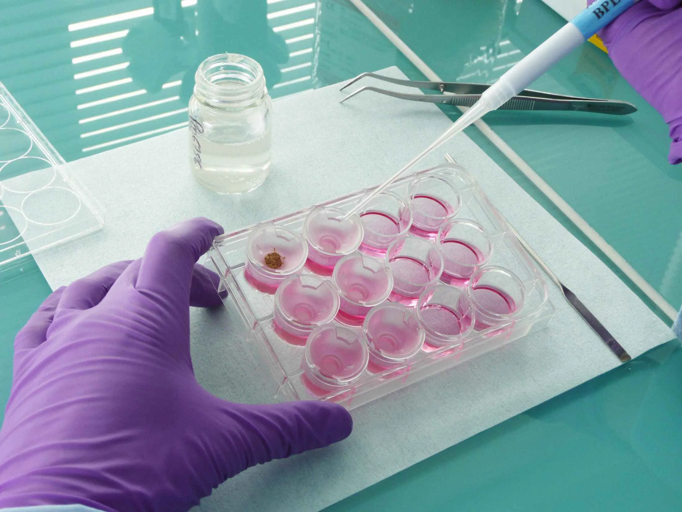 Testing lab-grown reconstructed skin.