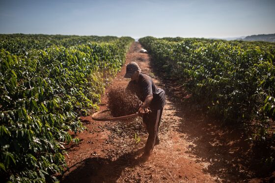 Wild Weather Whacks Coffee Prospects in Budding Brazil Crop Zone