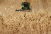 Greek Wheat Harvest As Global Food Threats Are On the Rise