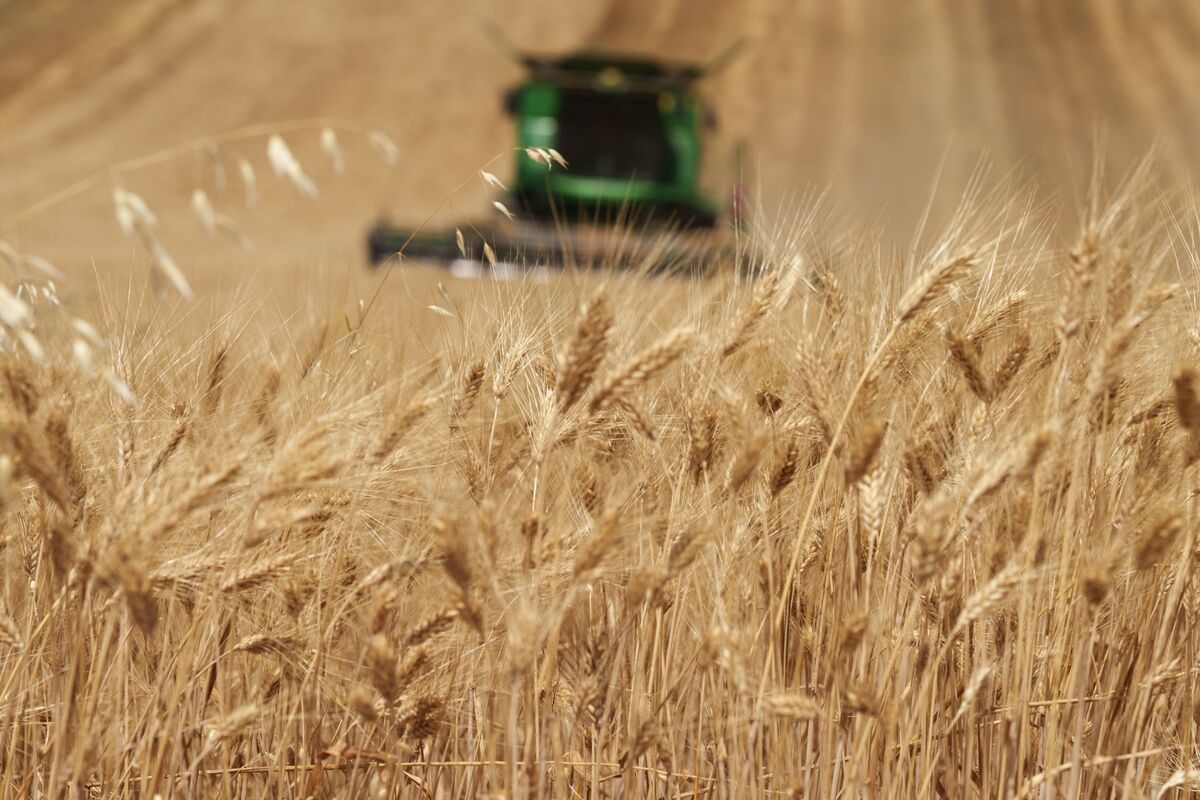 bloomberg.com - Hallie Gu - Hedge Funds Turn Bullish on Wheat for First Time in Four Years