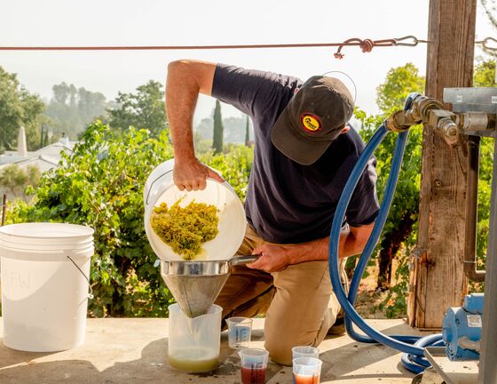 The Hectic Day in the Life of a Napa Winemaker During Harvest