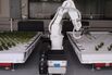 Lettuce-Farming Robots Might Grow Your Next Salad