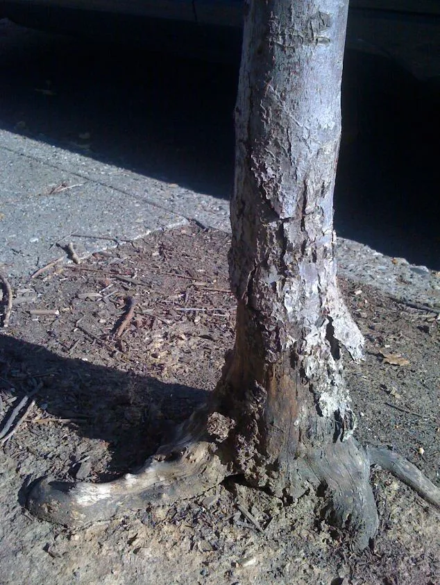 Dawg Tree Pee Guard Lawn Landscape