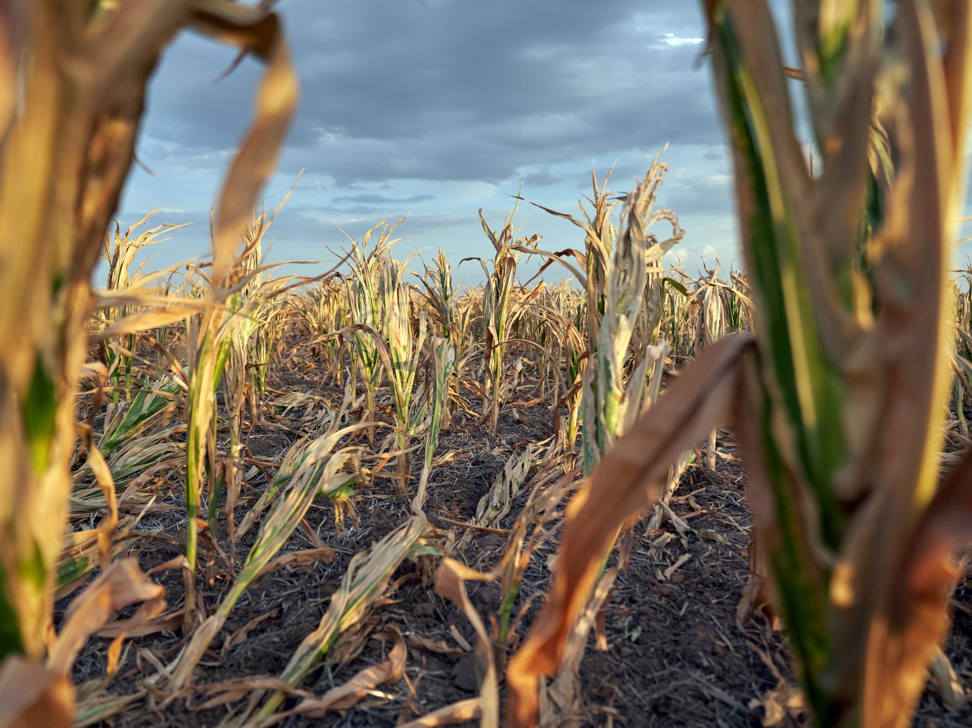 Farmers Only Weekend Harvest: Week of 5/8/2015 - Red Reporter