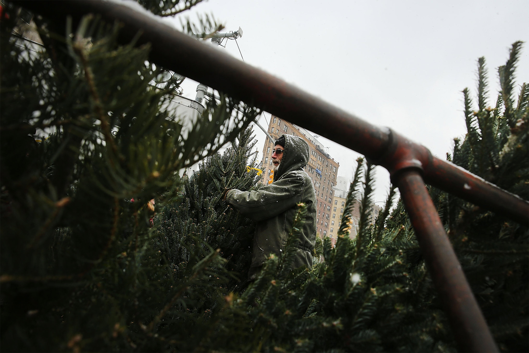 Christmas Tree Sellers Are Running Into Surprise Covid Costs Bloomberg
