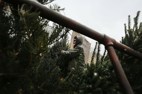 Christmas Tree Sellers Run Into Surprise Covid Costs