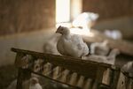 Chicken Perdue