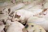 Pigs lie in a pen before being butchered at a Smithfield Foods Inc. pork processing facility in Milan, Missouri, U.S., on Wednesday, April 12, 2017. WH Group Ltd. acquired Virginia-based Smithfield, the world's largest pork producer, in 2013 for $6.95 billion. As Smithfield can't export sausage, ham and bacon from its U.S. factories, because China prohibits imports of processed meat, WH Group opened an 800 million-yuan ($116 million) factory in Zhengzhou that will produce 30,000 metric tons of those meats when it reaches full capacity next year.
