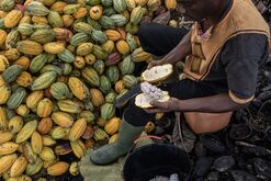 Cocoa Farming as Good Weather Boosts Harvest in Ivory Coast