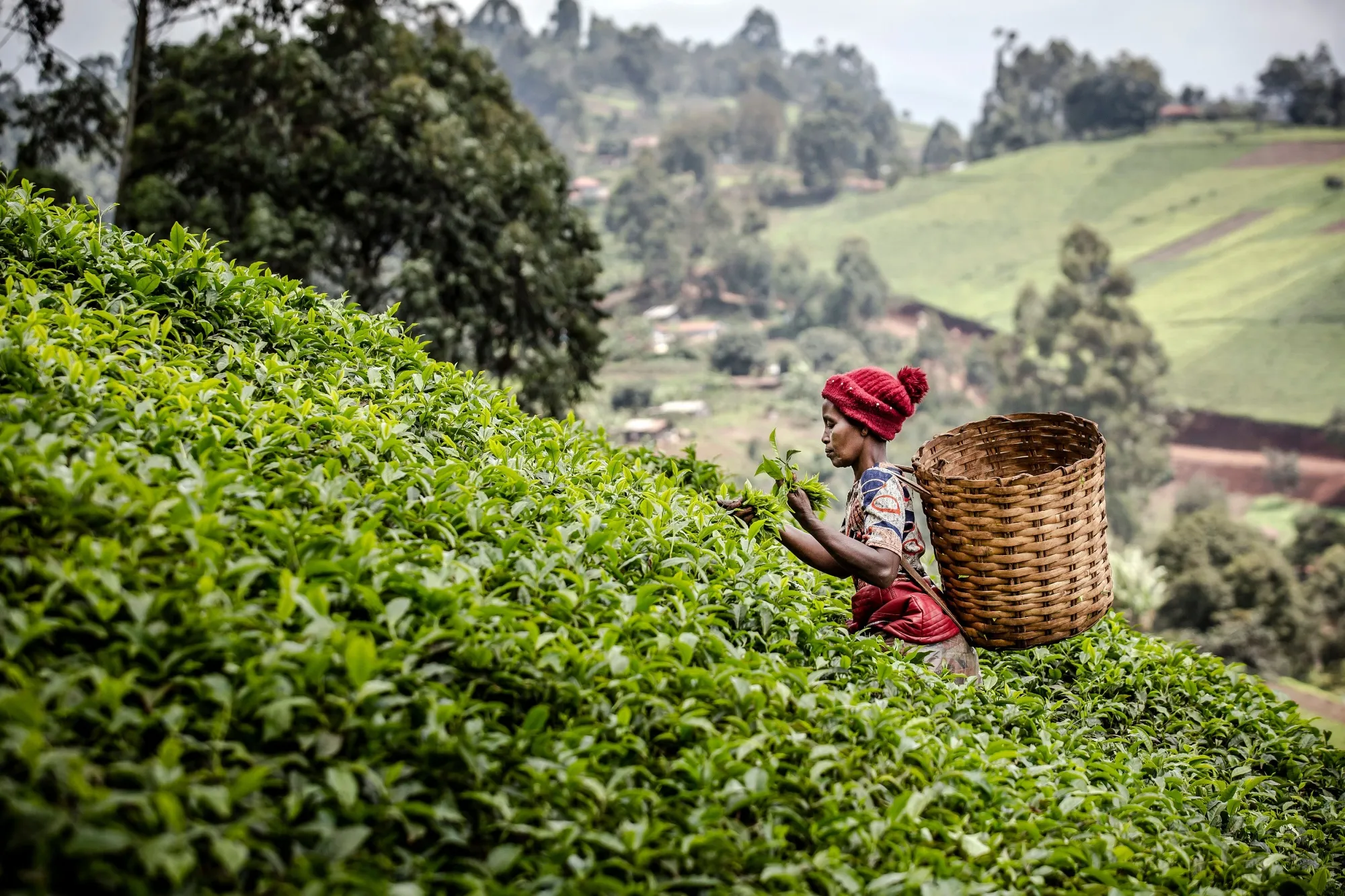 A&nbsp;woman picks tea leaves at a tea plantation in Muranga, Kenya.