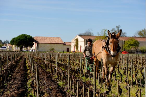 Organic Winemaking Is a Zoo With Armadillos, Falcons, and Pigs