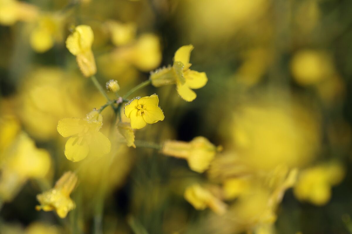 China Imposes 75.8% Anti-Dumping Duty on Canadian Rapeseed