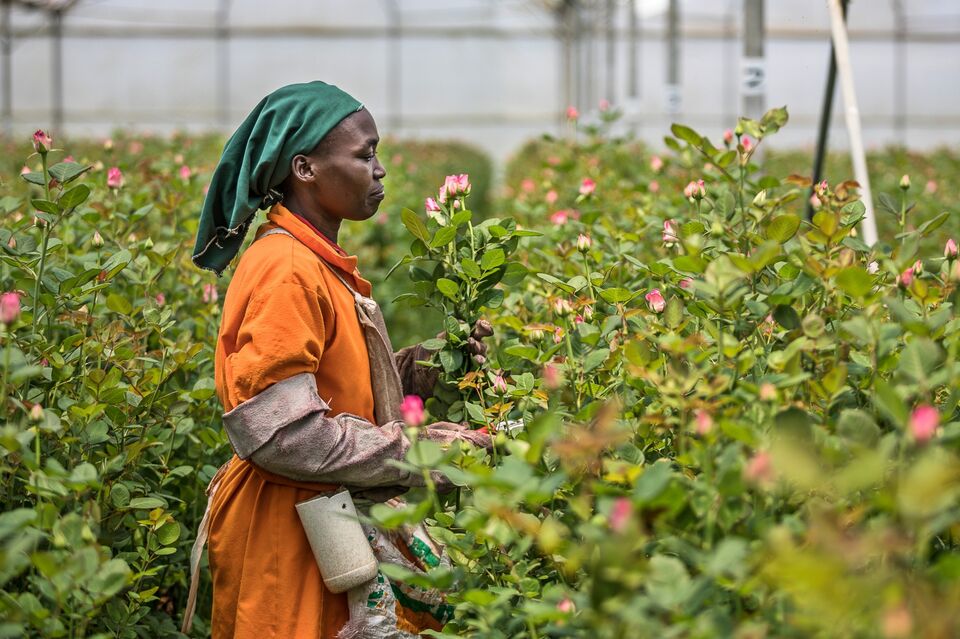 The Crash Of The $8.5 Billion Global Flower Trade