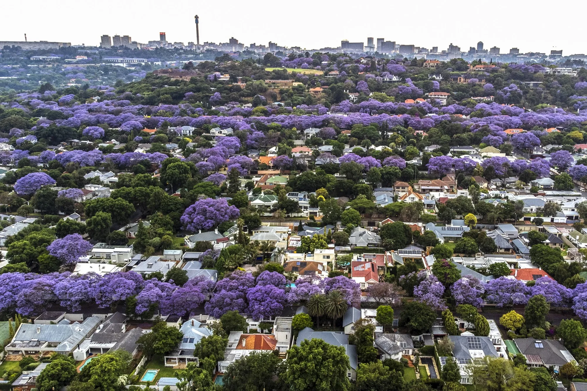 Jacaranda trees in full bloom in a suburb of Johannesburg.