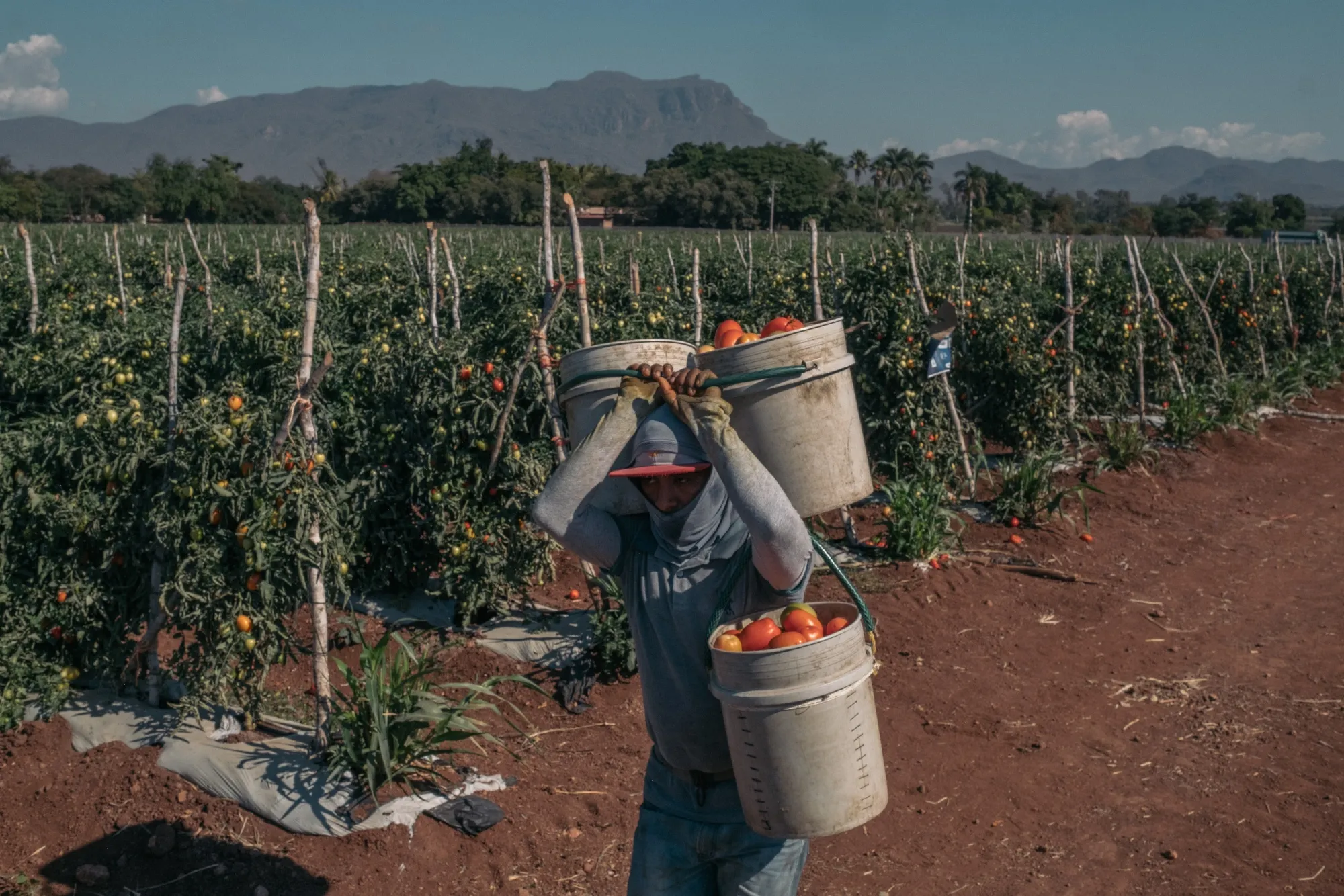 A worker carries tomatoes during harvest at a farm in Mexico on Jan. 10.