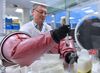 Dr. Philip Supplies, research director at CNRS, owns original test tubes on March 22 including the French strain Calmette-Guerin-Bacillus.