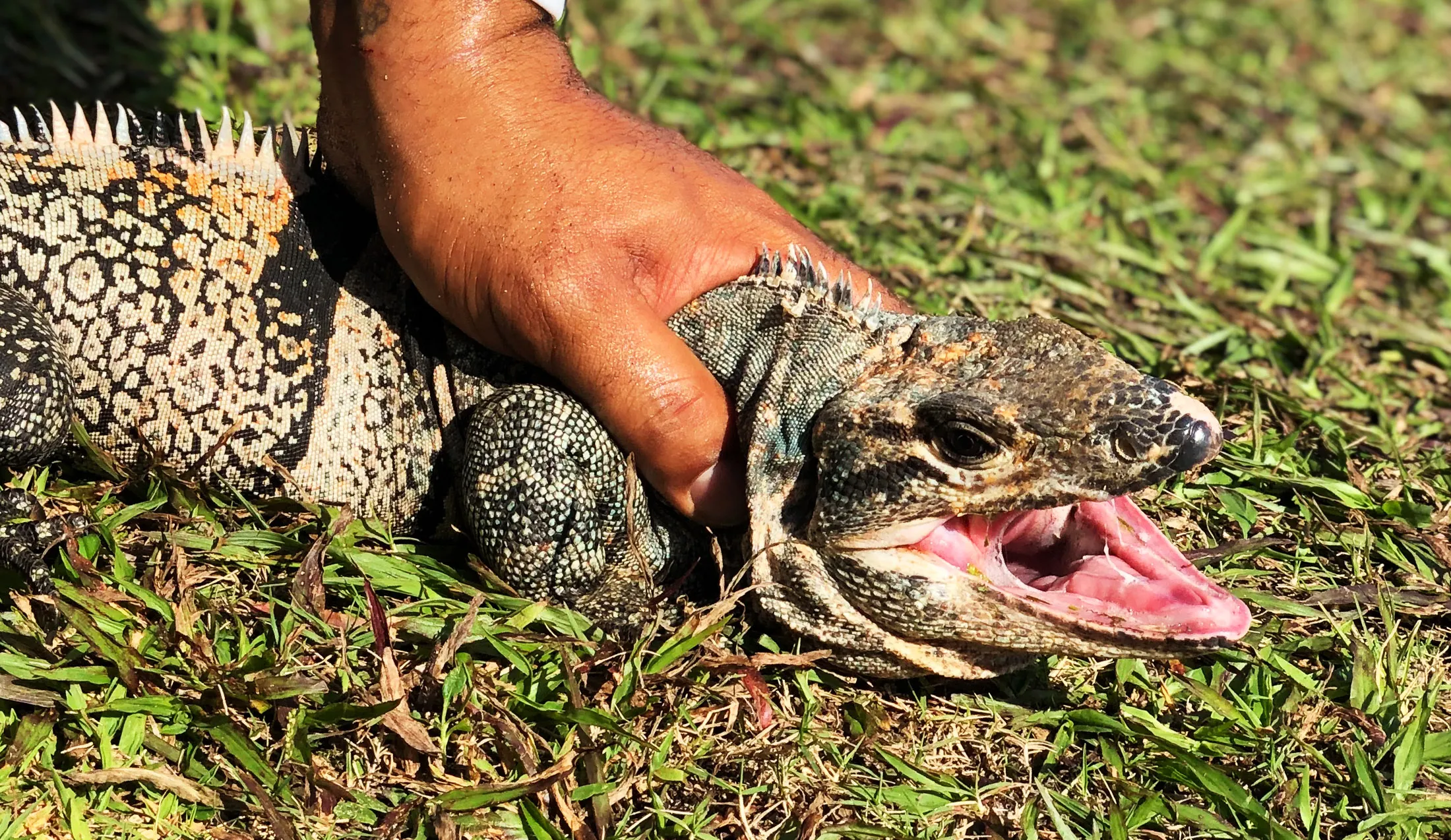 Iguana Removal Services Are Stepping In To Help Fight The Invasion