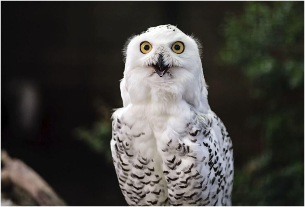 Say Hello to Your Newest Urban Animal: the Snowy Owl - Bloomberg
