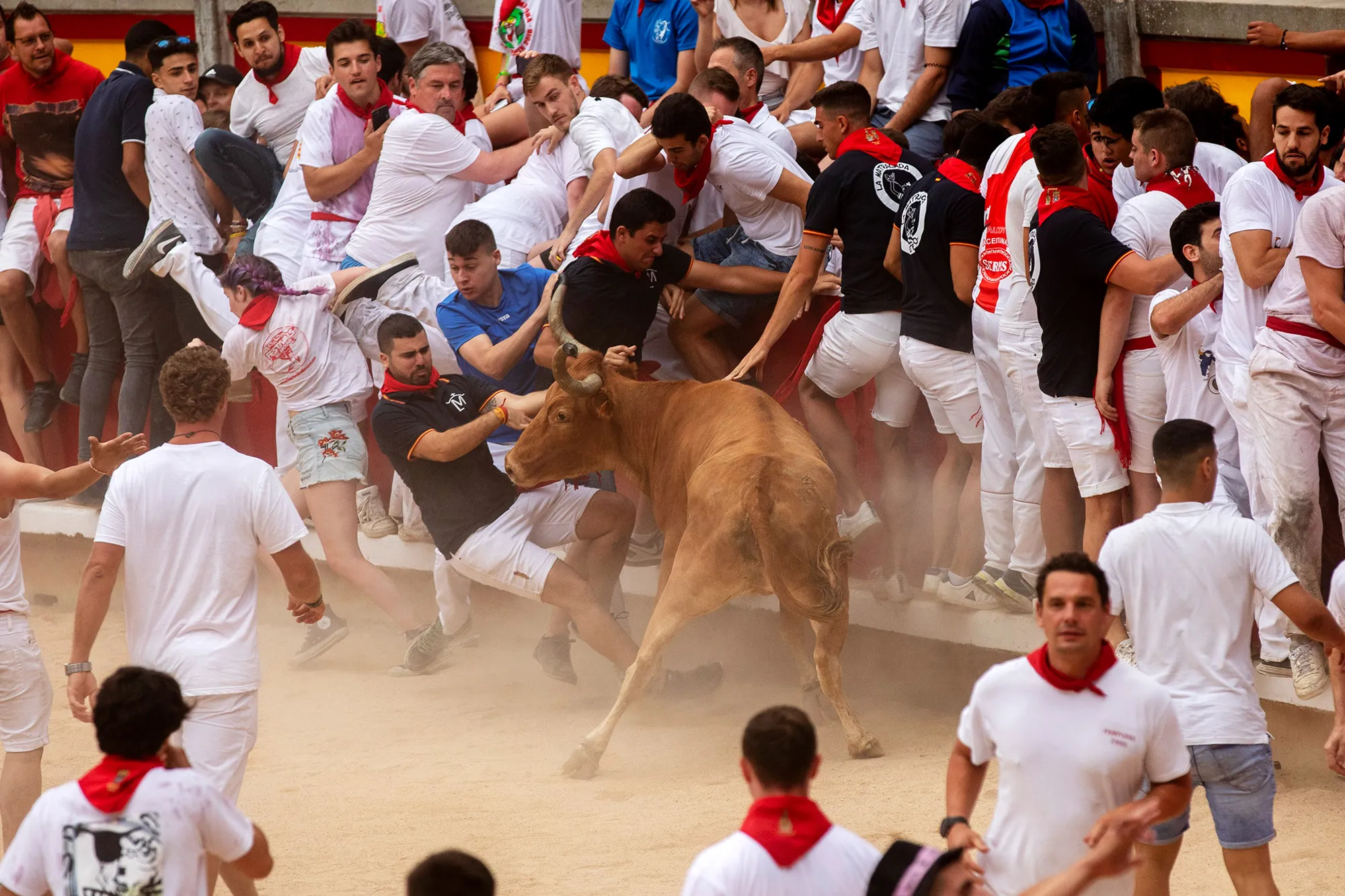 A heifer tosses a reveller in the bullring during the second day of the San Fermin Running of the Bulls festival on July 7