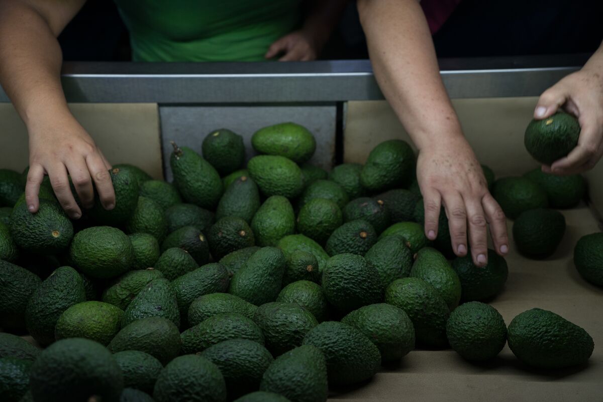 Avocado Price Dispute Leads to Halt of Mexican Exports ...